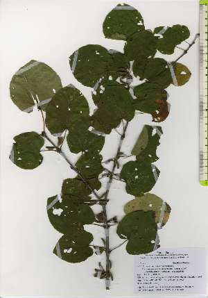  ( - TW026141)  @11 [ ] Copyright (2021) Unspecified Forestry and Forest Products Research Institute