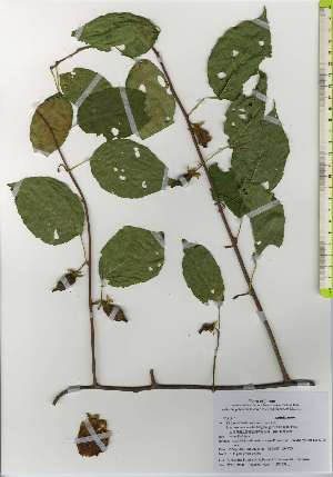  ( - TW026147)  @11 [ ] Copyright (2021) Unspecified Forestry and Forest Products Research Institute