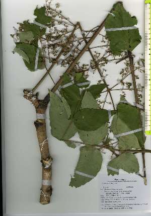  ( - TW026175)  @11 [ ] Copyright (2021) Unspecified Forestry and Forest Products Research Institute
