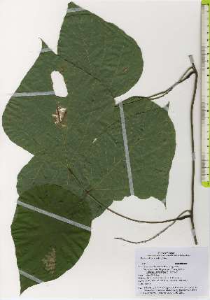  ( - TW026177)  @11 [ ] Copyright (2021) Unspecified Forestry and Forest Products Research Institute
