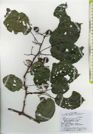  ( - TW026179)  @11 [ ] Copyright (2021) Unspecified Forestry and Forest Products Research Institute