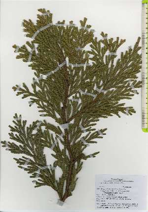  ( - TW026186)  @11 [ ] Copyright (2021) Unspecified Forestry and Forest Products Research Institute