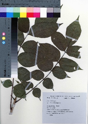  ( - TD082109)  @11 [ ] Copyright (2020) Unspecified Forestry and Forest Products Research Institute