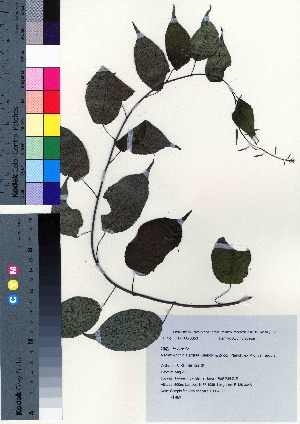  ( - TD082123)  @11 [ ] Copyright (2020) Unspecified Forestry and Forest Products Research Institute