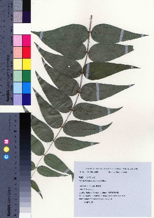  ( - TD082134)  @11 [ ] Copyright (2020) Unspecified Forestry and Forest Products Research Institute