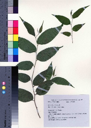  (Celtis boninensis - oOGA0002)  @11 [ ] Copyright (2020) Unspecified Forestry and Forest Products Research Institute