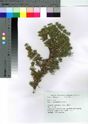  (Juniperus taxifolia - oOGA0026)  @11 [ ] Copyright (2021) Unspecified Forestry and Forest Products Research Institute