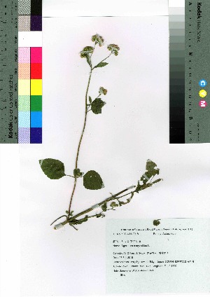  ( - oOGA0032)  @11 [ ] Copyright (2021) Unspecified Forestry and Forest Products Research Institute