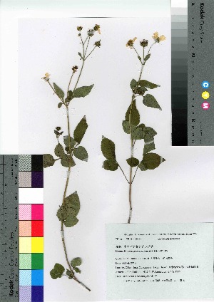  (Bidens pilosa var. radiata - oOGA0047)  @11 [ ] Copyright (2021) Unspecified Forestry and Forest Products Research Institute