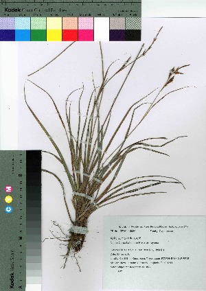  (Carex hattoriana - oOGA0064)  @11 [ ] Copyright (2021) Unspecified Forestry and Forest Products Research Institute