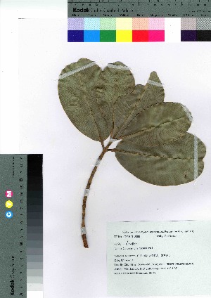  ( - oOGA0082)  @11 [ ] Copyright (2021) Unspecified Forestry and Forest Products Research Institute