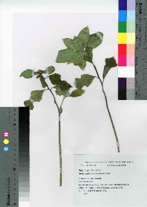  ( - SZ_01)  @11 [ ] Copyright (2020) Unspecified Forestry and Forest Products Research Institute