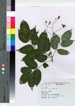  (Staphyleaceae - gfsk0033)  @11 [ ] Copyright (2021) Unspecified Forestry and Forest Products Research Institute