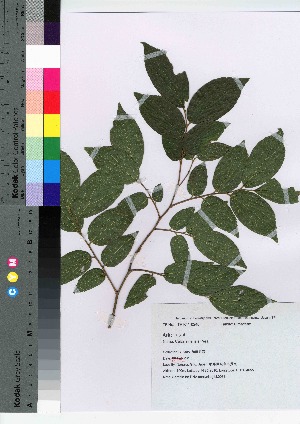  (Celtis sinensis - gfsk0038)  @11 [ ] Copyright (2021) Unspecified Forestry and Forest Products Research Institute