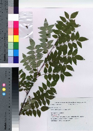  (Zanthoxylum piperitum - gfsk0070)  @11 [ ] Copyright (2021) Unspecified Forestry and Forest Products Research Institute