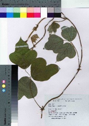 ( - oFTB1019)  @11 [ ] Copyright (2020) Unspecified Forestry and Forest Products Research Institute