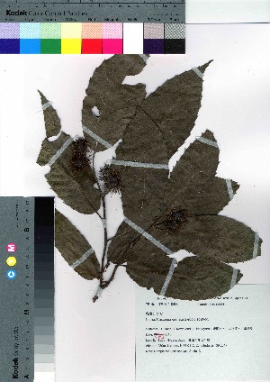  (Castanea crenata - Sakio013)  @11 [ ] Copyright (2020) Unspecified Forestry and Forest Products Research Institute