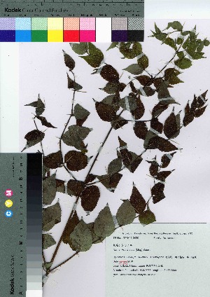  ( - Sakio033)  @11 [ ] Copyright (2021) Unspecified Forestry and Forest Products Research Institute