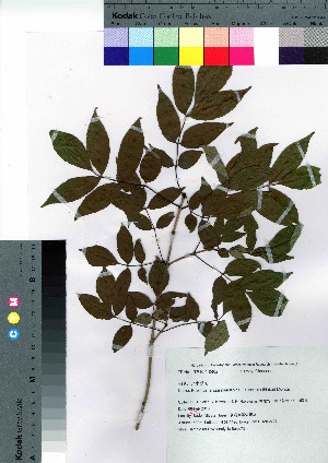  ( - Sakio075)  @11 [ ] Copyright (2021) Unspecified Forestry and Forest Products Research Institute