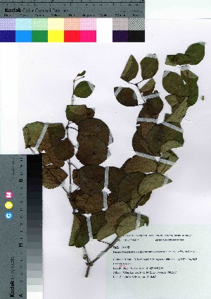  ( - Sakio087)  @11 [ ] Copyright (2021) Unspecified Forestry and Forest Products Research Institute