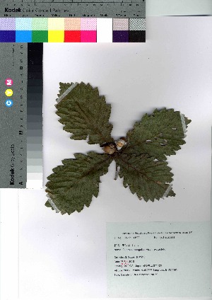  (Quercus mongolica - Suzuki039)  @11 [ ] Copyright (2021) Unspecified Forestry and Forest Products Research Institute