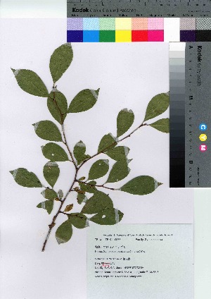  ( - yanasw003)  @11 [ ] Copyright (2021) Unspecified Forestry and Forest Products Research Institute