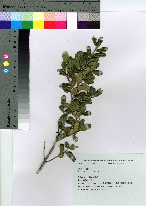  ( - ishida01)  @11 [ ] Copyright (2021) Unspecified Forestry and Forest Products Research Institute