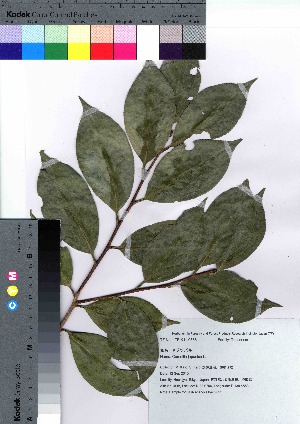  ( - hachi023)  @11 [ ] Copyright (2021) Unspecified Forestry and Forest Products Research Institute