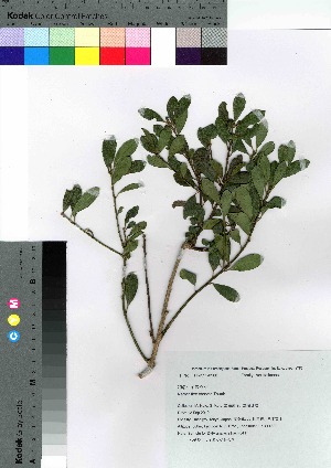  ( - hachi041)  @11 [ ] Copyright (2021) Unspecified Forestry and Forest Products Research Institute