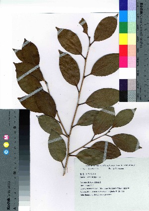  ( - gfsk0083)  @11 [ ] Copyright (2021) Unspecified Forestry and Forest Products Research Institute