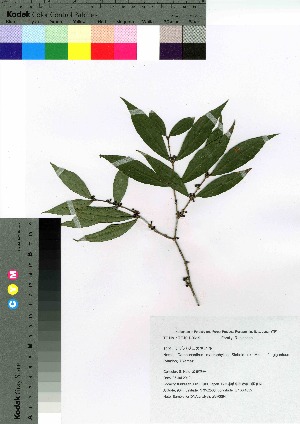  (Damnacanthus gianteus - gfsk0094)  @11 [ ] Copyright (2021) Unspecified Forestry and Forest Products Research Institute