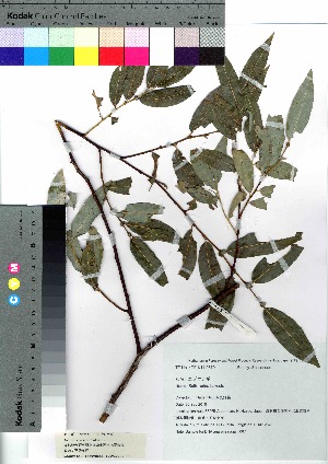  (Salix rorida - nagami007)  @11 [ ] Copyright (2021) Unspecified Forestry and Forest Products Research Institute