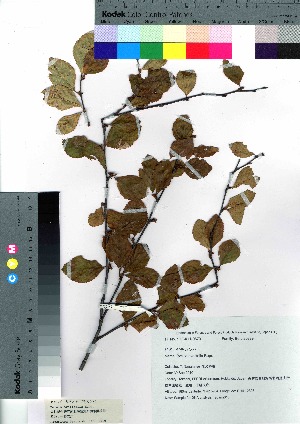  (Betula ovalifolia - nagami010)  @11 [ ] Copyright (2021) Unspecified Forestry and Forest Products Research Institute