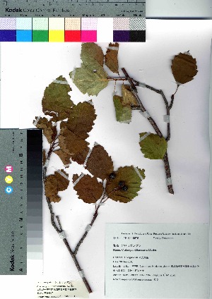  (Crataegus chlorosarca - nagami013)  @11 [ ] Copyright (2021) Unspecified Forestry and Forest Products Research Institute