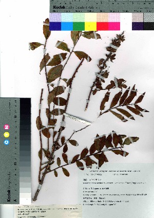 (Spiraea media var. sericea - nagami019)  @11 [ ] Copyright (2021) Unspecified Forestry and Forest Products Research Institute