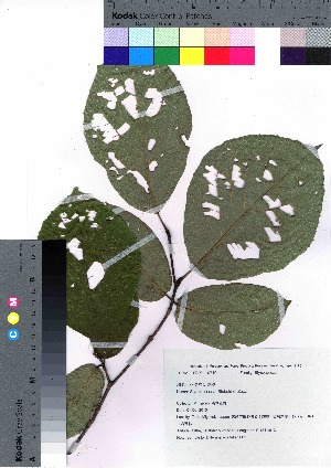  (Styrax obassia - takagi001)  @11 [ ] Copyright (2020) Unspecified Forestry and Forest Products Research Institute