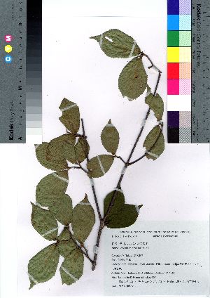  (Viburnum erosum var. erosum - takagi005)  @11 [ ] Copyright (2021) Unspecified Forestry and Forest Products Research Institute