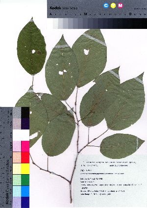  (Neoshirakia japonica - takagi024)  @11 [ ] Copyright (2021) Unspecified Forestry and Forest Products Research Institute