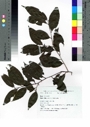  (Helicia cochinchinensis - takagi033)  @11 [ ] Copyright (2020) Unspecified Forestry and Forest Products Research Institute