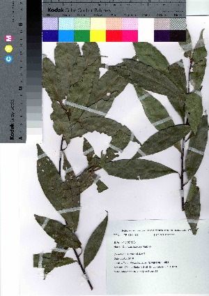  (Quercus hondae - Suzuki023)  @11 [ ] Copyright (2021) Unspecified Forestry and Forest Products Research Institute