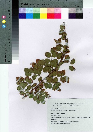  ( - AMM_30)  @11 [ ] Copyright (2021) Unspecified Forestry and Forest Products Research Institute