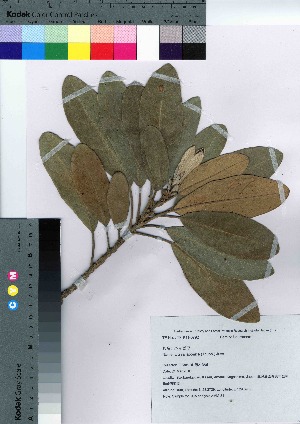  ( - AMM_31)  @11 [ ] Copyright (2021) Unspecified Forestry and Forest Products Research Institute