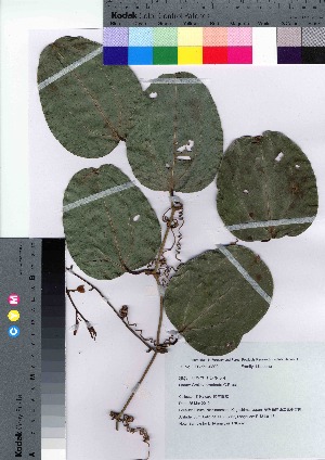  (Smilax bracteata var. bracteata - TNG_32)  @11 [ ] Copyright (2021) Unspecified Forestry and Forest Products Research Institute