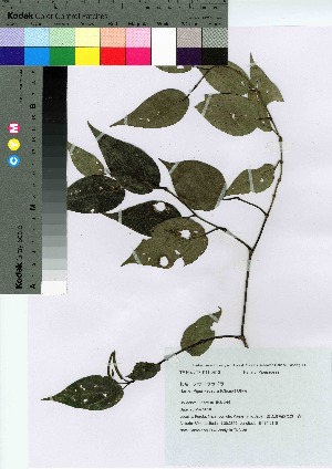  ( - TNG_36)  @11 [ ] Copyright (2021) Unspecified Forestry and Forest Products Research Institute