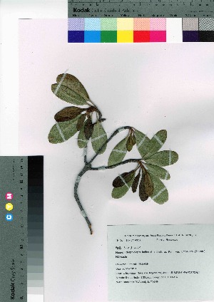  (Rhaphiolepis indica var. umbellata - TNG_64)  @11 [ ] Copyright (2021) Unspecified Forestry and Forest Products Research Institute