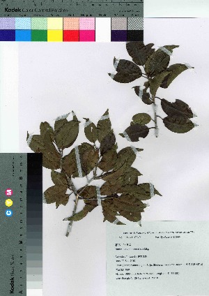  ( - HRS050)  @11 [ ] Copyright (2021) Unspecified Forestry and Forest Products Research Institute