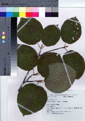  (Viburnum furcatum - HRS056)  @11 [ ] Copyright (2021) Unspecified Forestry and Forest Products Research Institute