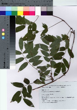  ( - HRS089)  @11 [ ] Copyright (2021) Unspecified Forestry and Forest Products Research Institute