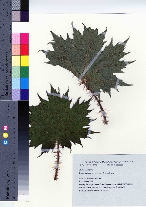  ( - SMG_13)  @11 [ ] Copyright (2021) Unspecified Forestry and Forest Products Research Institute
