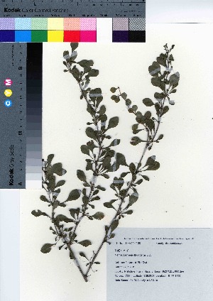  (Berberis - NSB_10)  @11 [ ] Copyright (2021) Unspecified Forestry and Forest Products Research Institute